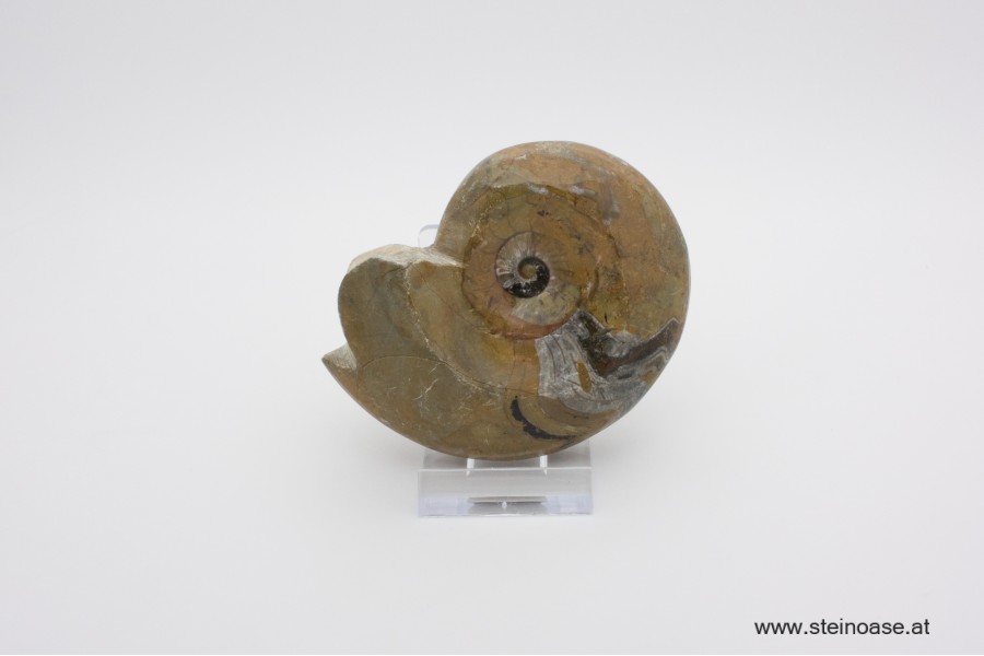 Ammonite  poliert